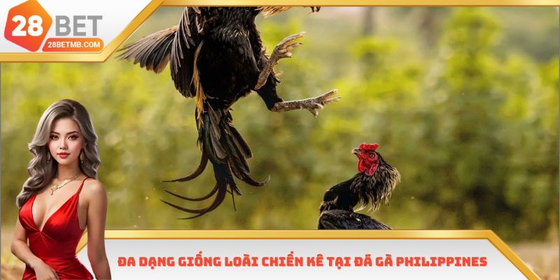 Đa dạng giống loài chiến kê tại đá gà Philippines