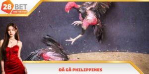 Đá Gà Philippines 28bet - Đa Dạng Giống Loài Chiến Kê
