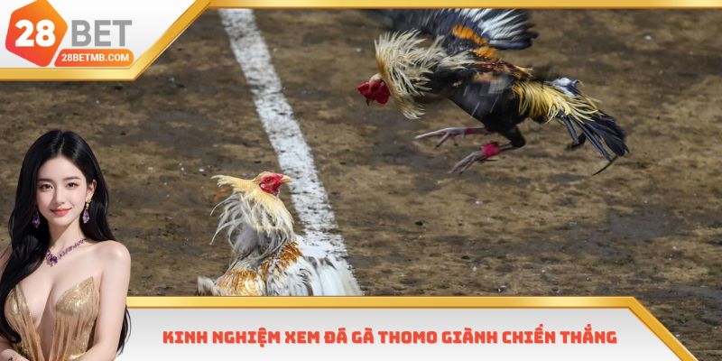 Kinh nghiệm xem đá gà Thomo giành chiến thắng
