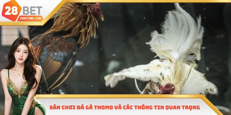 Sân chơi đá gà Thomo và các thông tin quan trọng