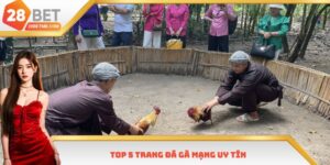 Top 5 Trang Đá Gà Mạng Uy Tín - Lựa Chọn Sân Chơi Cuối Cùng